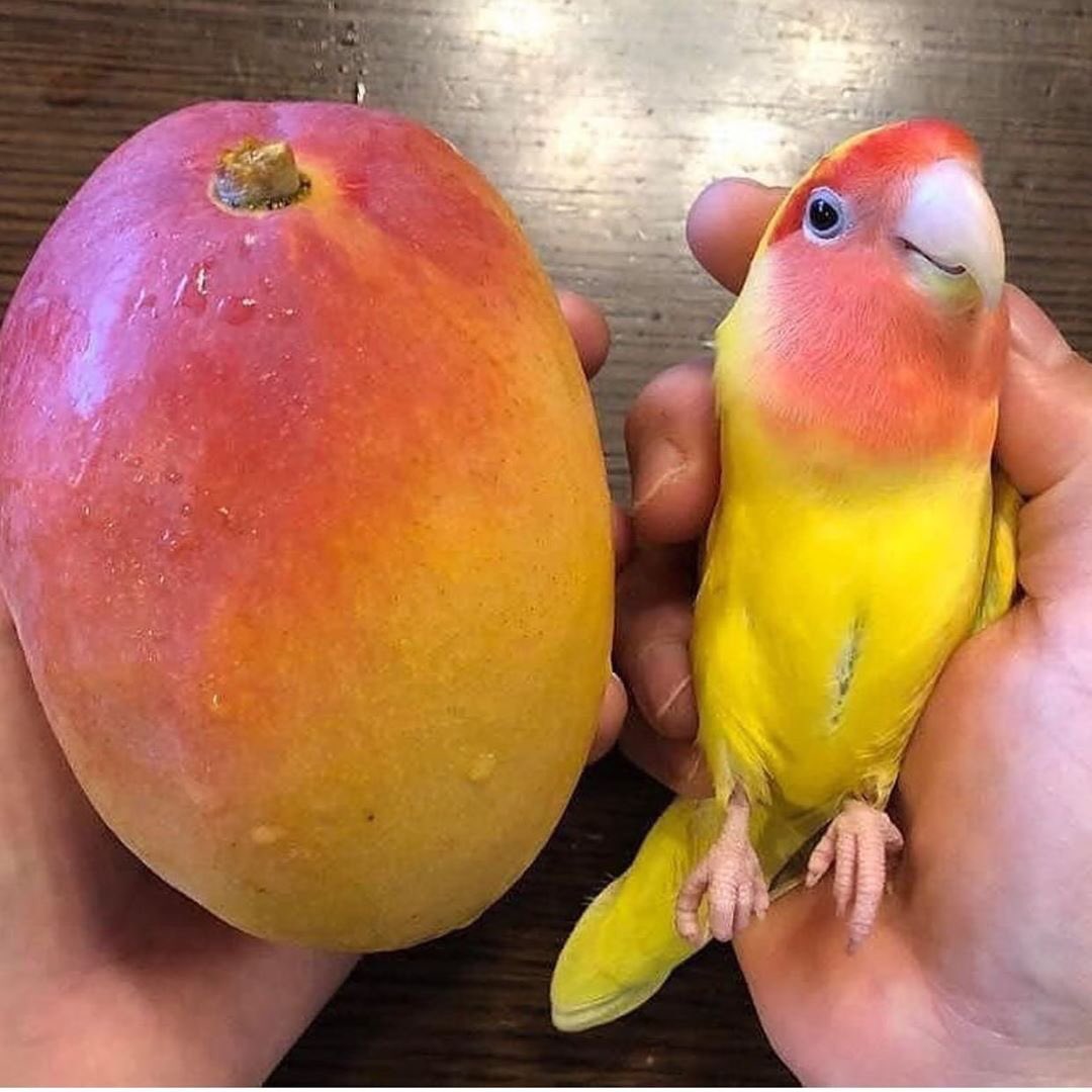 NotBehih's tweet image. Flamango