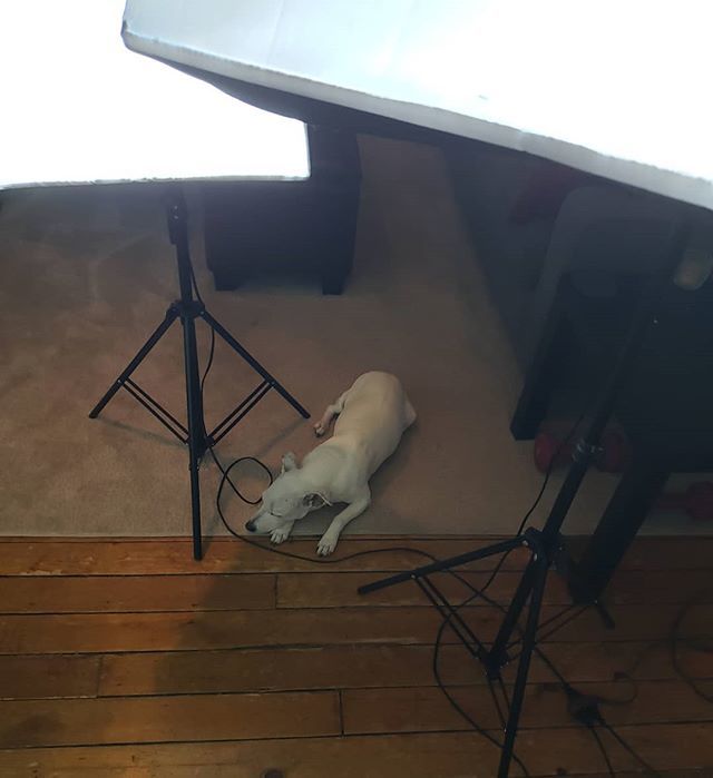 TheMediaHaus's tweet photo. Watching us film bands for @fromthestrait is very tiring, apparently. #doglife https://t.co/qsCOgmPuCu https://t.co/PKc2sBrLeP