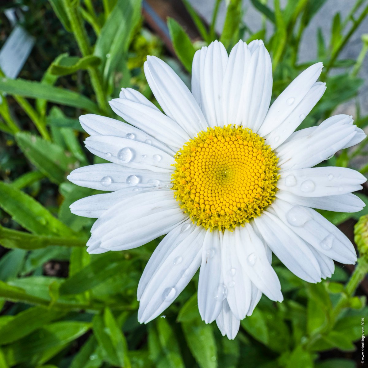 Rick_Stillings's tweet image. Fibonacci  1 1 2 3 5 8 13 21 ...Everything is connected
.
.
#fibonacciinnature #fibonaccispirals #fibonacci