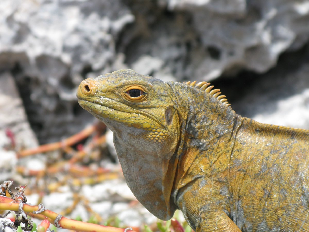 DrSteveSimpson's tweet photo. Glorious Day 5 of #ExeBahamas19 including boat trip to a stunning elkhorn reef and then Iguana Island, epic 90-min swim out to the drop off to find sharks and stingrays, and impressive evening of presentations from our @ExeterMarine students on #MarineReserve design. https://t.co/PVoqQRyujh