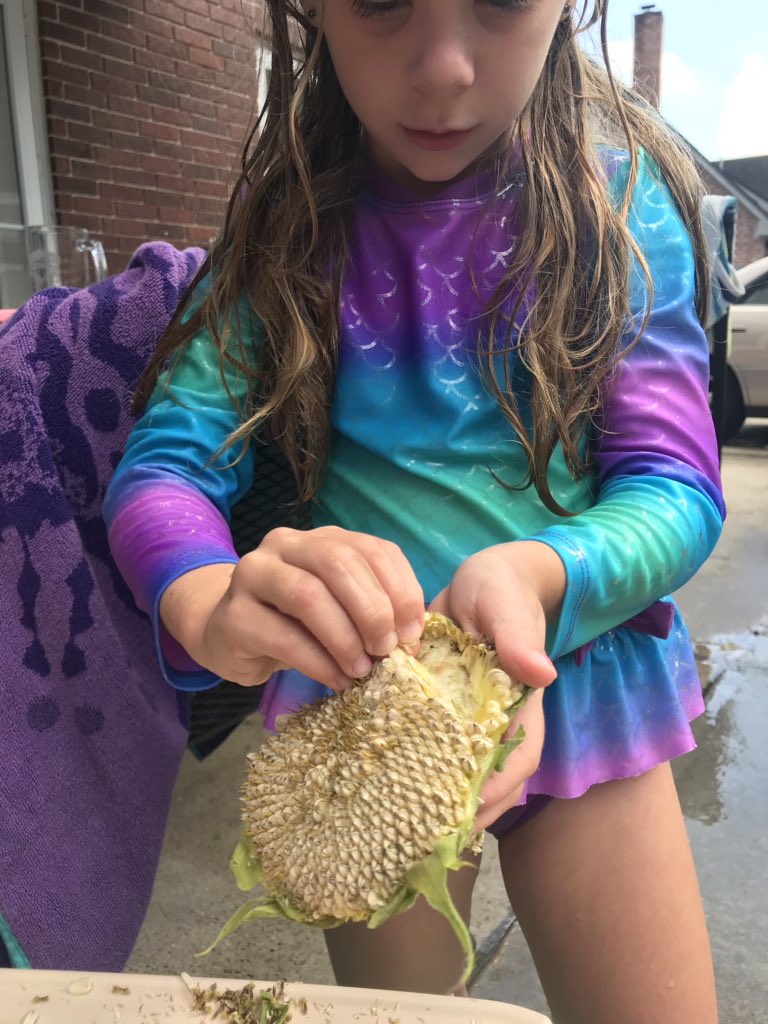 MsDeBottisbio's tweet photo. Dissecting our sunflower! #Summer2019 #mysciencenerd #partsofaflower https://t.co/94ZcH06XEB
