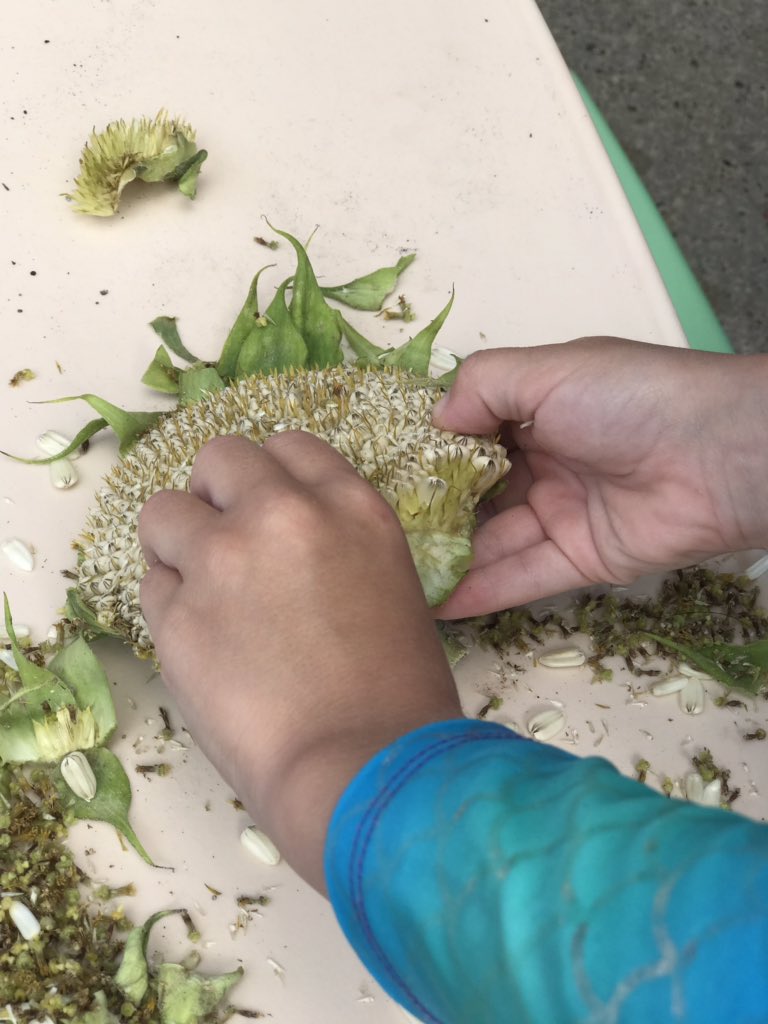 MsDeBottisbio's tweet photo. Dissecting our sunflower! #Summer2019 #mysciencenerd #partsofaflower https://t.co/94ZcH06XEB