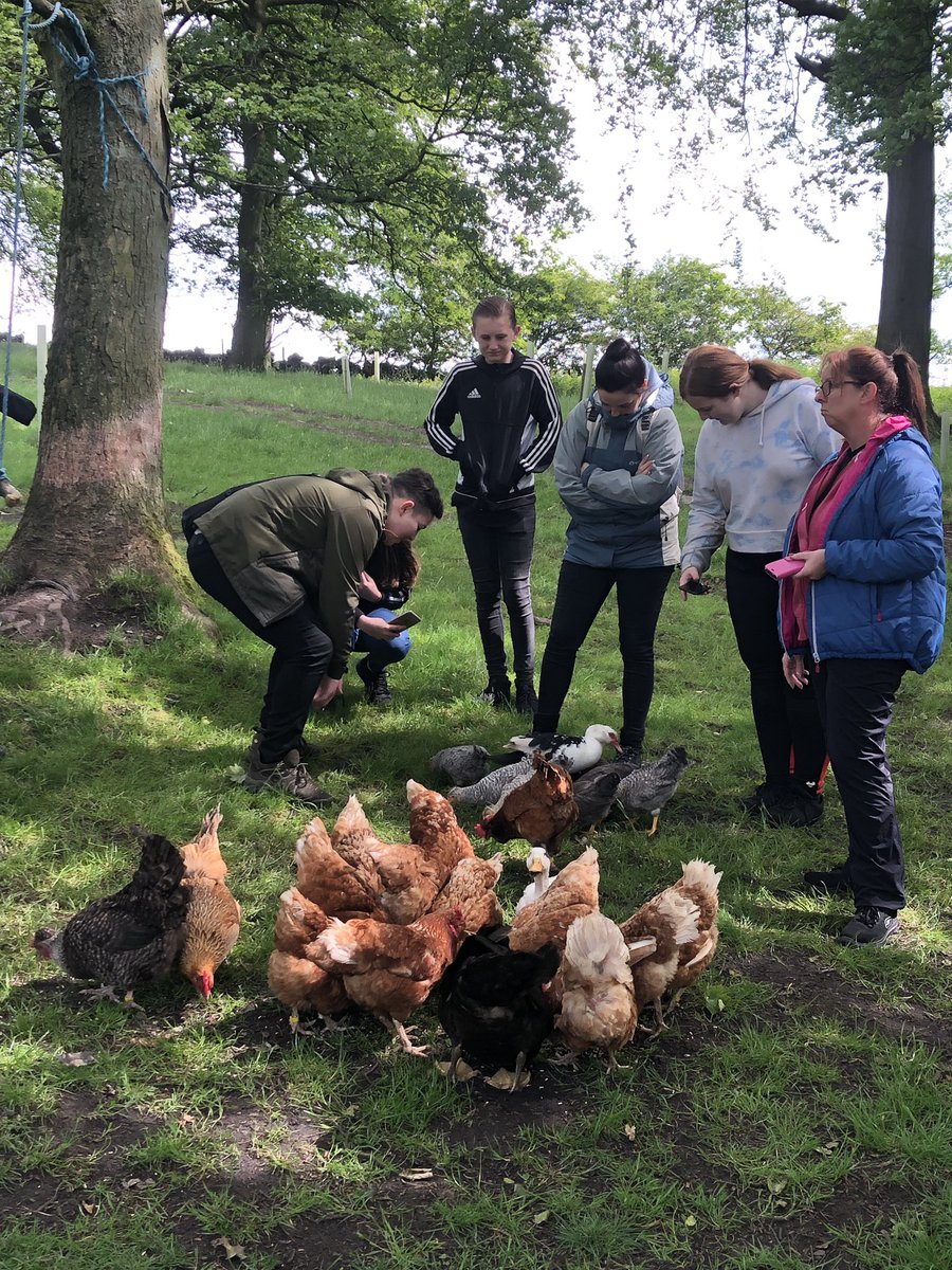 CcaEco's tweet photo. We had a fantastic farm experience for our forest school reward day.  The students and alpacas were all amazing!  Thank you for a lovely day Lucy @ThornwoodAlpaca, @Head_CoalClough @JackieInckle @halleron1. https://t.co/84vMKkUkzE