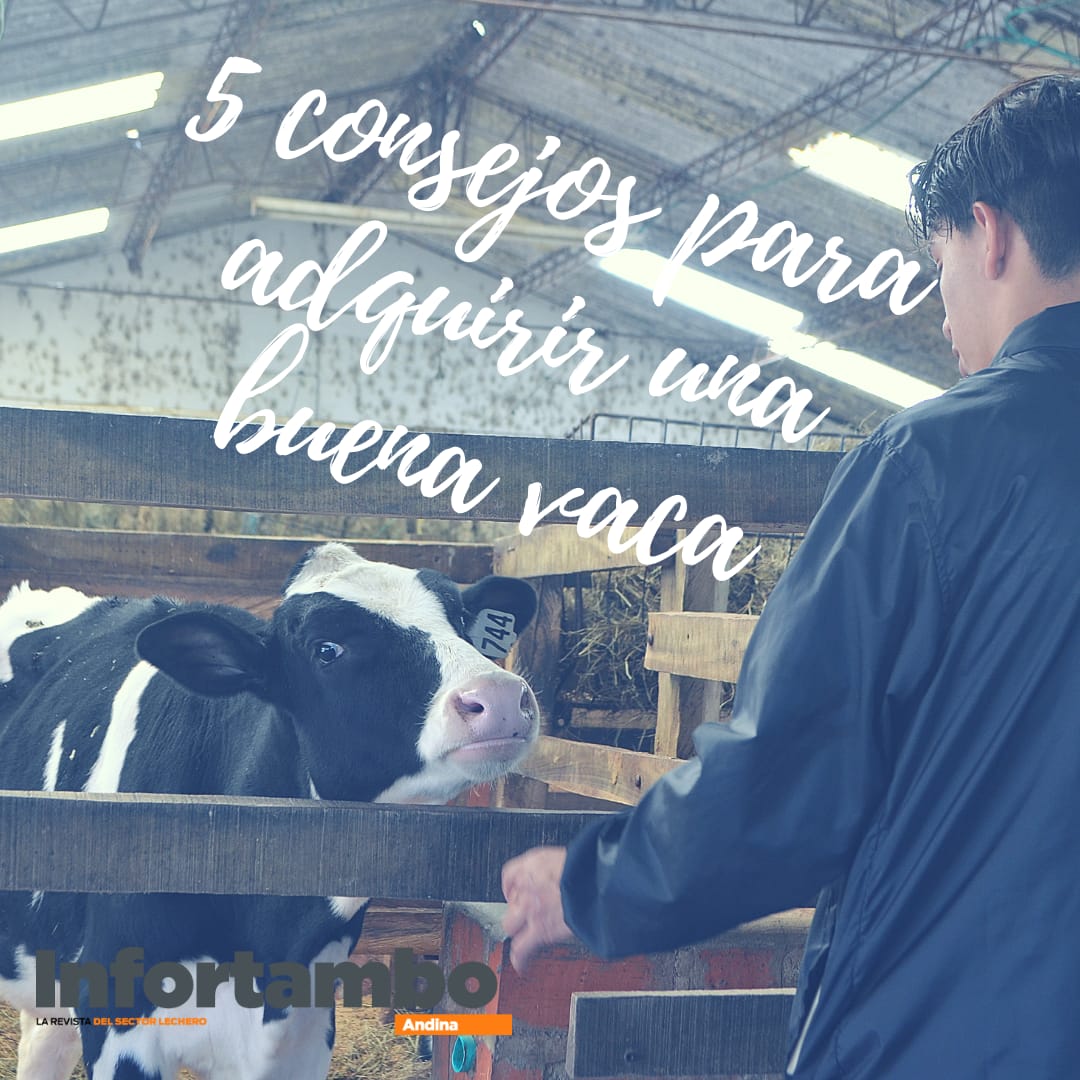 InfortamboAndin's tweet photo. #TipsAgro| 🌱🐮 #Empresario #lechero compartimos contigo estos cinco consejos para escoger una buena vaca lechera. Déjanos tus comentarios sobre estos cinco tips y propone otros basados en tu experiencia.
By: @AntonioDelDago1 https://t.co/eavGSiBCc4