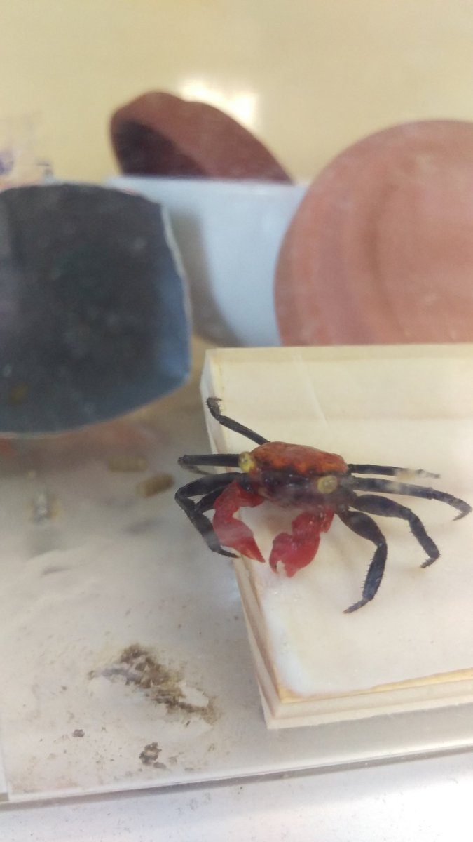 レッドデビルクラブ