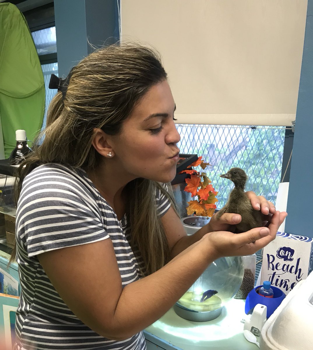 tallen_10's tweet photo. My heart is full🥰 #duckhatch #onebaby🦆 @teacherromero72 @NOrtizPs10 tnx 4 capturing a special moment 💜 @SIBOD31 @PS10FortHill @jenn_funes #steamteacher #lifecycle 🔄 https://t.co/FYkRgA3i9G