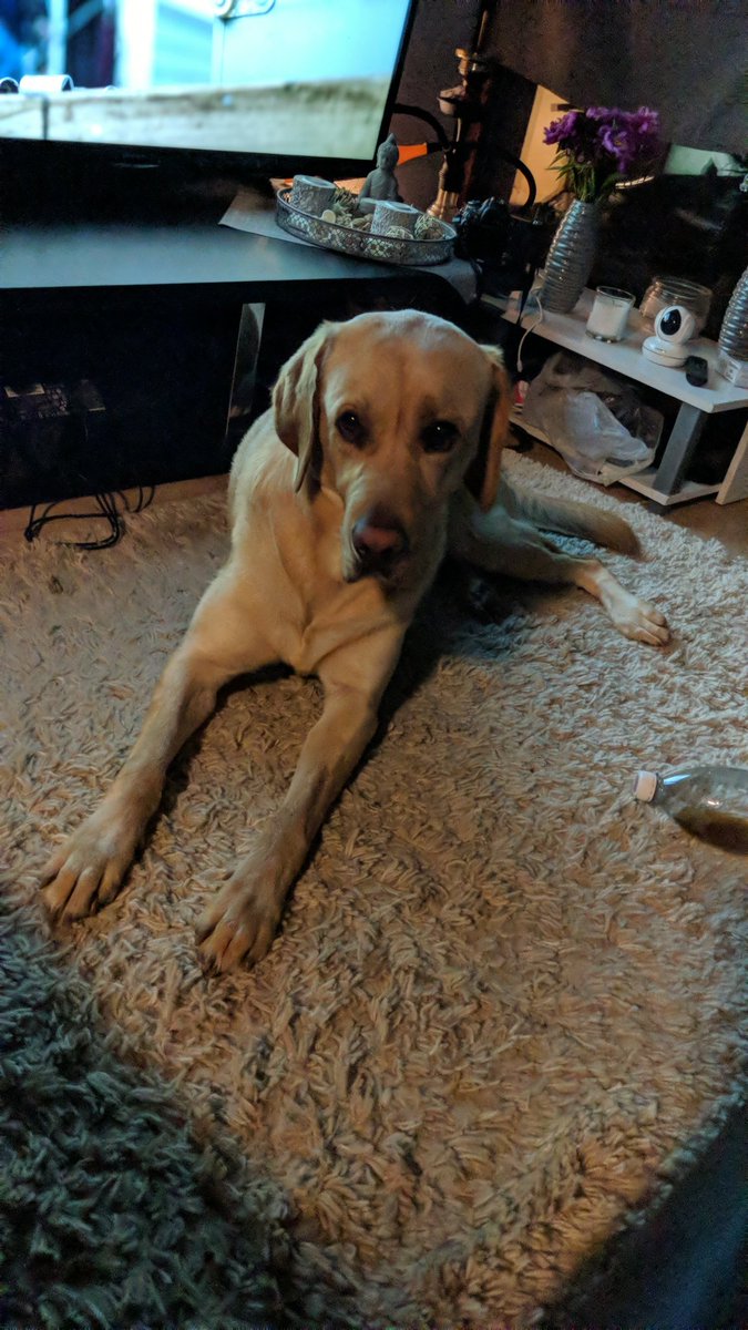 EpwScotty's tweet photo. Chillen #chillen #dog https://t.co/DVJre5Hs7B