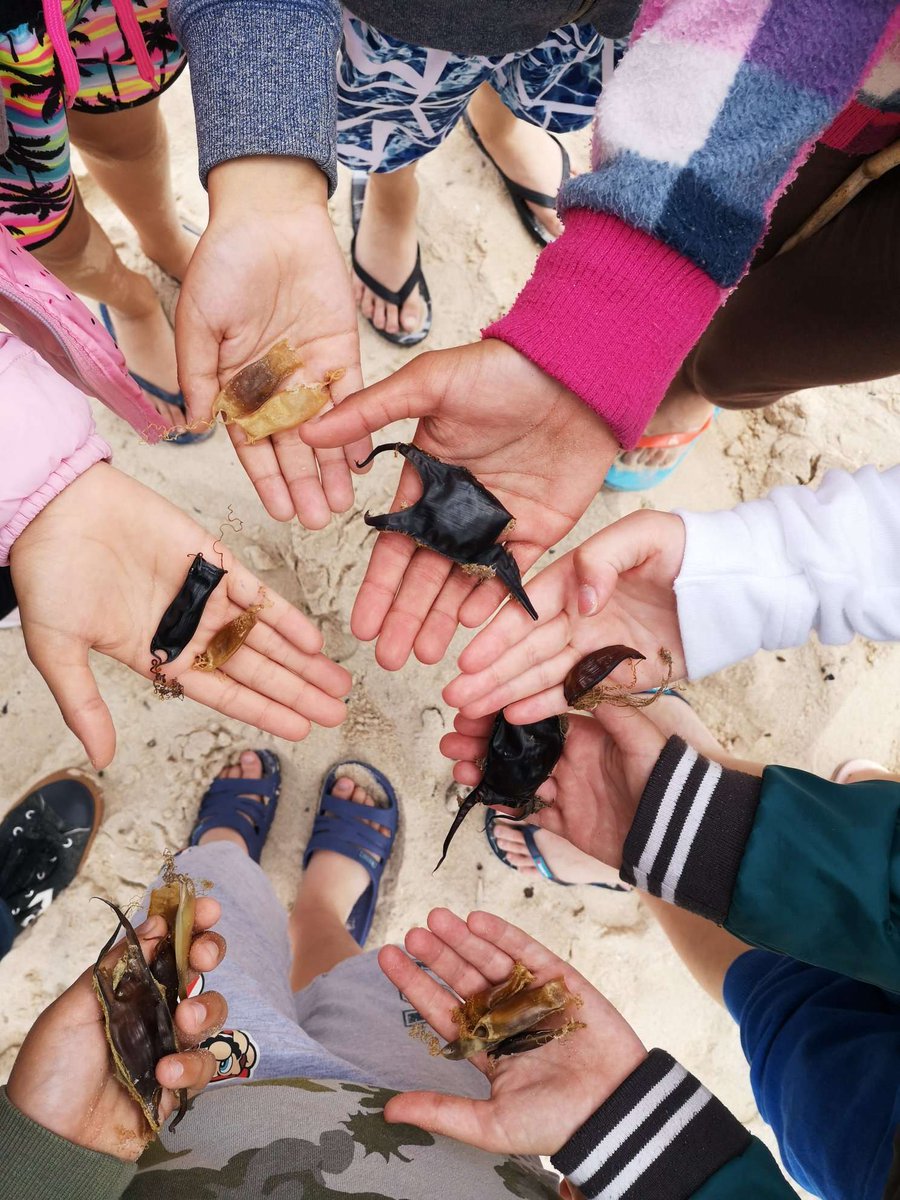 Lemos_lab's tweet photo. Today the PT "The Great Egg Hunt" app version was launched 🚀 under #Sharkattract 🦈 framework (@OceanarioLisboa funded project). Youngs guided by @MARE, @Lemos_lab &amp; #APECE researchers can now find #shark &amp; #ray 🥚 at the #beach, identify them &amp; participate in citizen #science. https://t.co/kYoFAz9KuU
