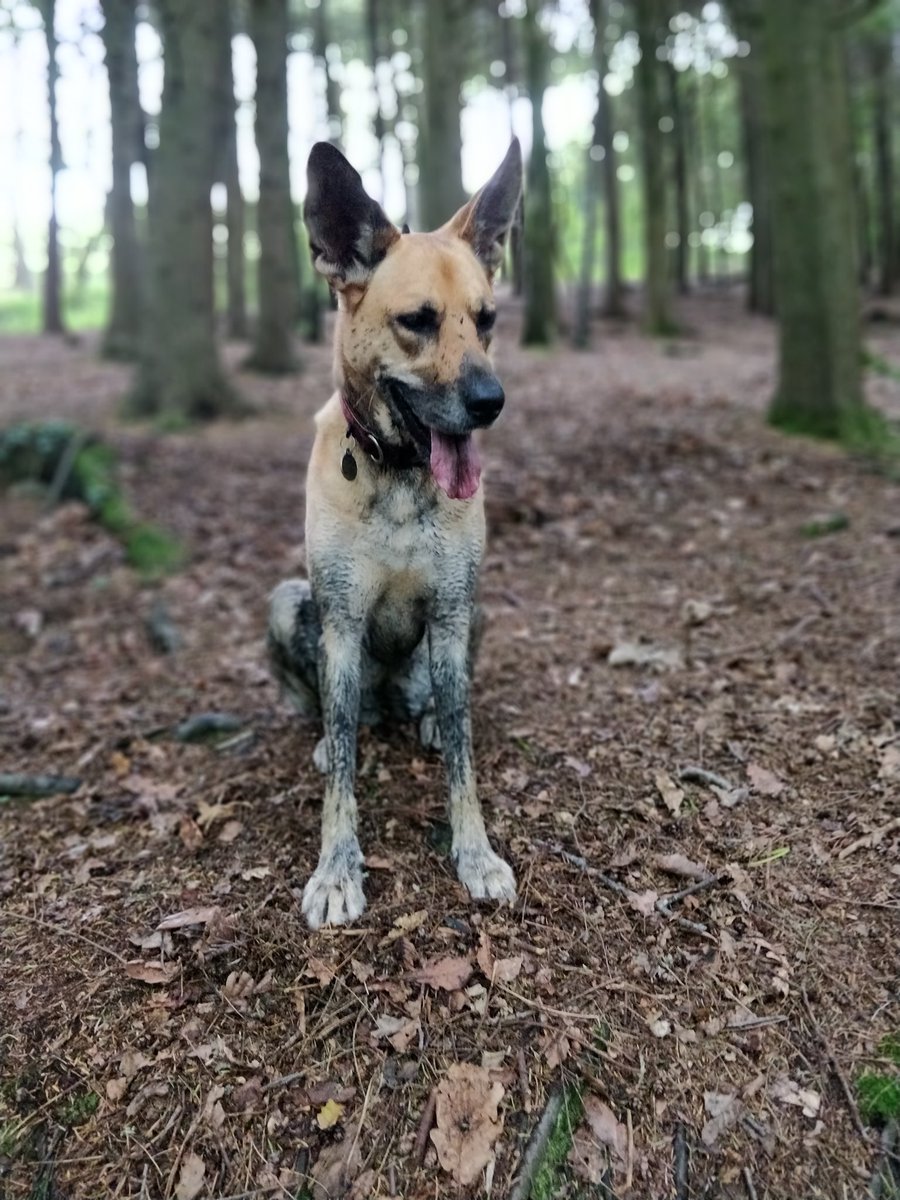 DogKbt's tweet photo. Muddy summer days #wheresthesungone https://t.co/0zc15v6dkO