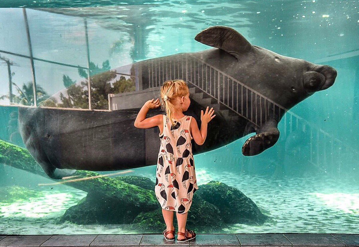 MoteMarineLab's tweet image. Exploring the wonders of life below the surface, with a little help from Hugh the manatee. 🌊

#motemarinelab #visitorphotooftheweek 
📷: @ unsettledown