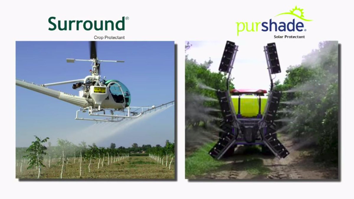 It’s possible to reduce sunburn damage to your citrus crop by up to 50 percent this summer. Learn how at bit.ly/2EEMIEq.