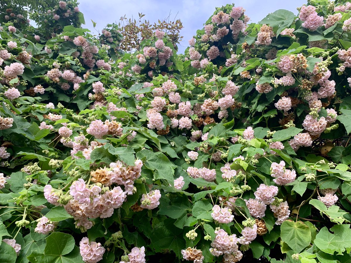 TexanInOz's tweet photo. Dombeya x cayeuxii @RBGSydney -probably a garden hybrid of D. burgessiae X D. wallichii. The genus is named after Joseph Dombey, an 18th-century French botanist. The species is named after Henri Cayeux, a horticulturist, responsible for many hybrids and new cultivars.
#Malvaceae https://t.co/cyJiEsC56d
