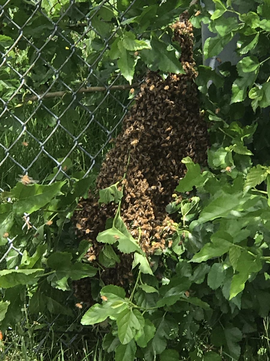 We had a bee-sy day at our school. A swarm of honeybees visited and collected on a branch by our school parking lot entrance. A beekeeper was coming to smoke the swarm and use the queen to lure the 5000 bees to a hive. Before that could be done the swarm  moved to a nearby park.