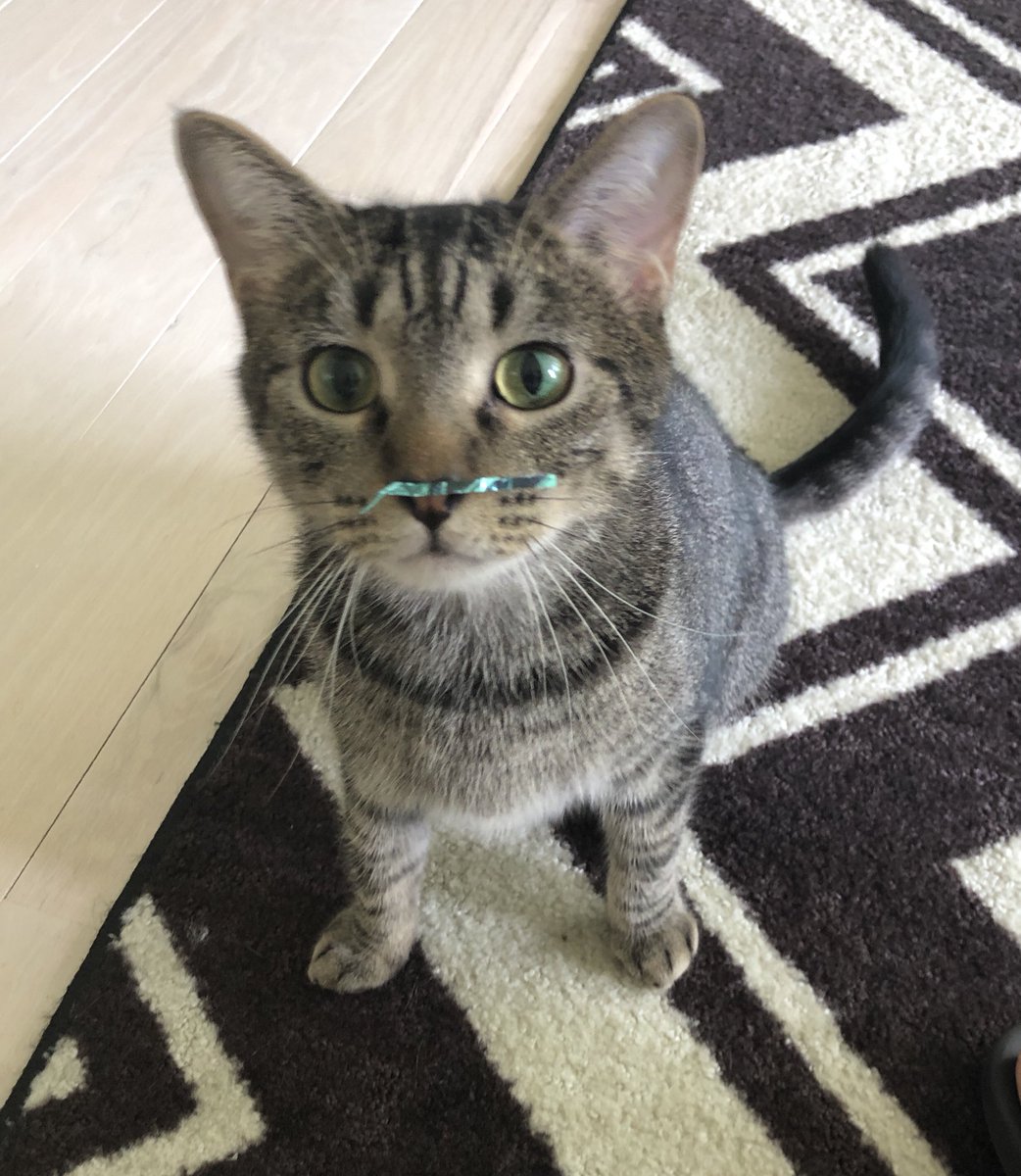 laurainterval's tweet photo. “Um, no. I didn’t dig that nasty sparkly toy back out of the trash. Why do you ask?”
#writingcommmunity #comicbreak #rescuecat #adoptdontshop https://t.co/vojmIrAfqu
