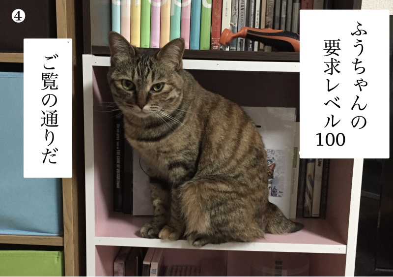 hottospace_r's tweet photo. 今回は載せ方を変えてみました。
��に４コマ用に写真がうまく取り込めなかっただけです。
＃ねこ　＃猫漫画 https://t.co/Onxwqkp3bM