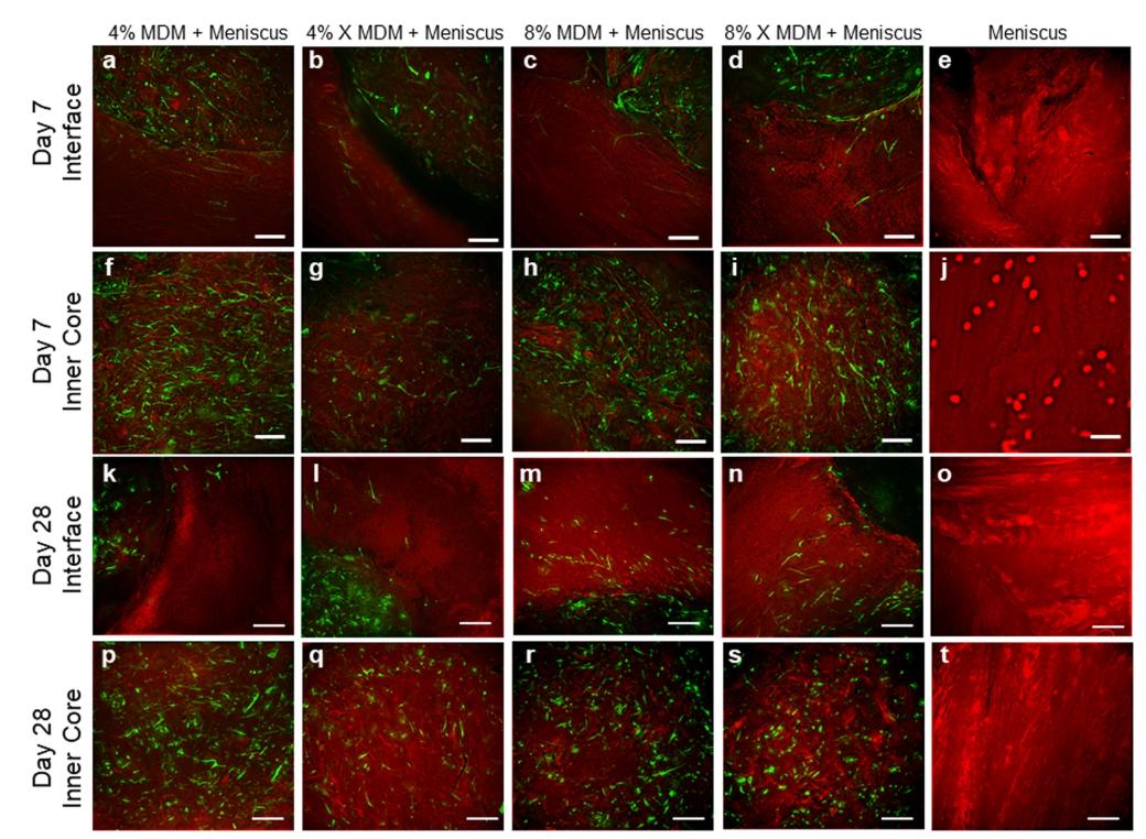 ExtracellMatrix's tweet image. Scientists generated porcine meniscus-derived #matrix #scaffolds and tested their effectiveness in promoting meniscus repair. @SciReports @DukeMedSchool #ECM go.nature.com/31ChPKt