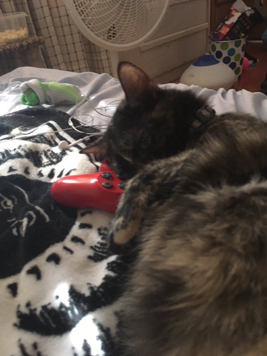 in_kittens's tweet photo. https://t.co/PG5fBokUbO