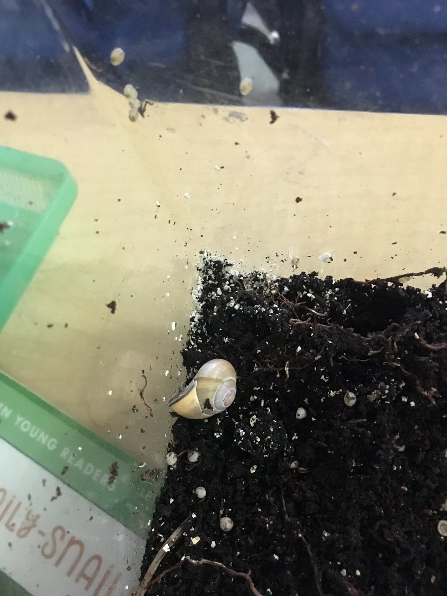 FDKBuchan_LDSB's tweet photo. #Kindergarten @Centennial_LDSB Something exciting happening in our snail habitat. I Wonder...What do YOU Wonder...? https://t.co/58mVud5uxi