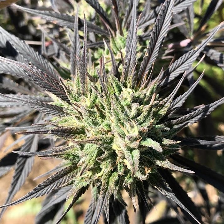 EQGenetics's tweet photo. CBD Orange Tide = 24:1 Sour Tsunami x {Cannatonic x (AC/DC x Good Medicine)} โ x African Orange โ
#eqgenetics #growyourown #backyardcannabis ๐๐๐ค๐ผ
More photos and info:
https://t.co/RpOtp4frwf https://t.co/KprO91LV2k