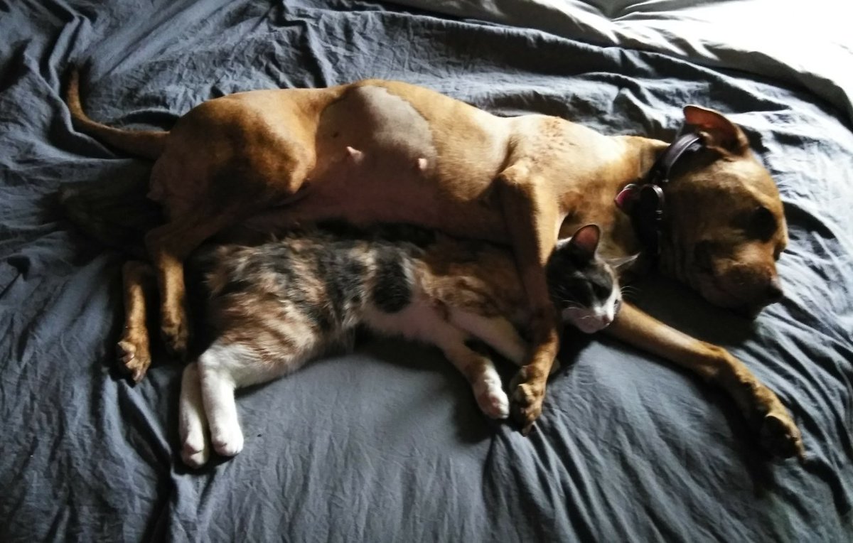 GhostCatGaming1's tweet photo. Fuzzy cuddles for Pal & Ghost
#GhostCatGaming #mixerstreamer https://t.co/u9Ap4goqMv