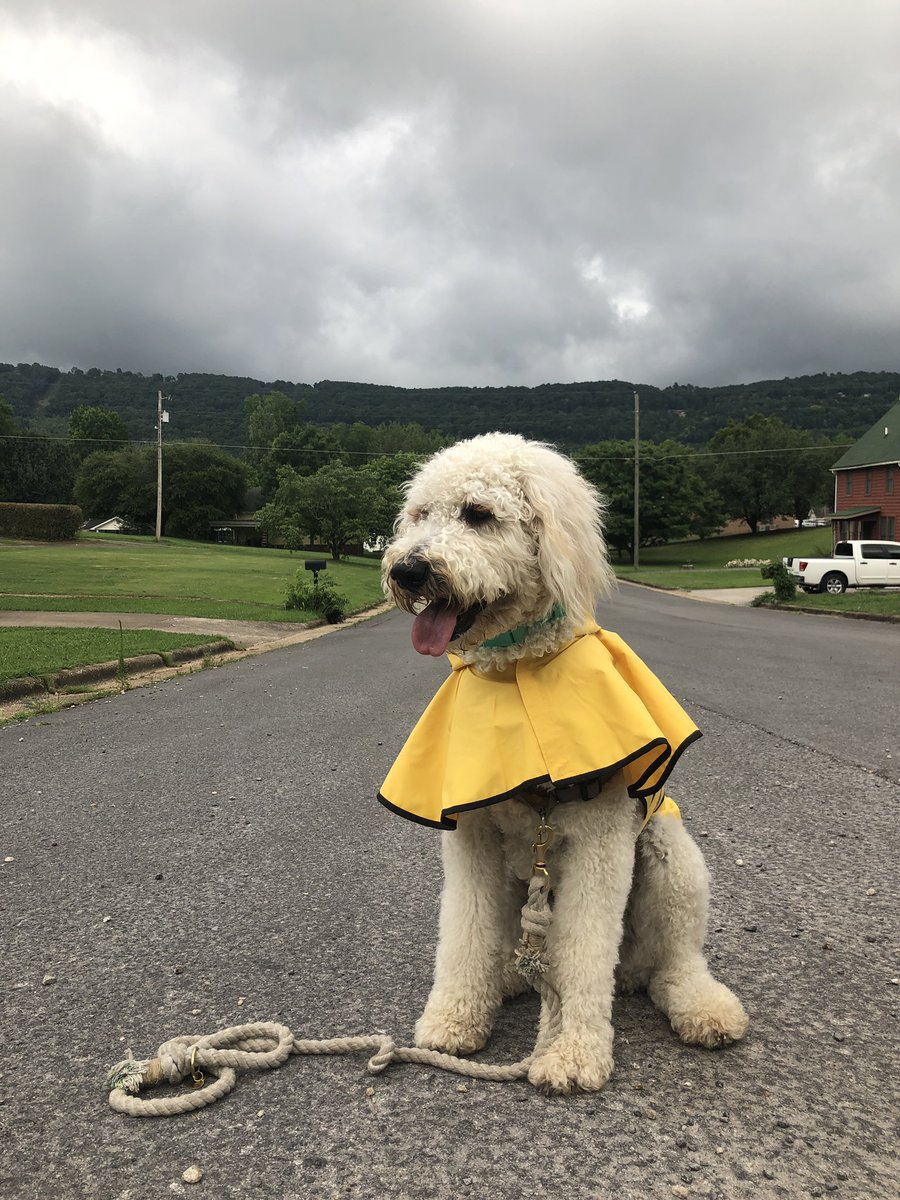 madii_bee's tweet photo. “It’s going to rain, I feel it in my curls 🌧” 
Watch out @spann, Laney the goldendoodle is coming for your job 😂 https://t.co/qUuHXnqrnv