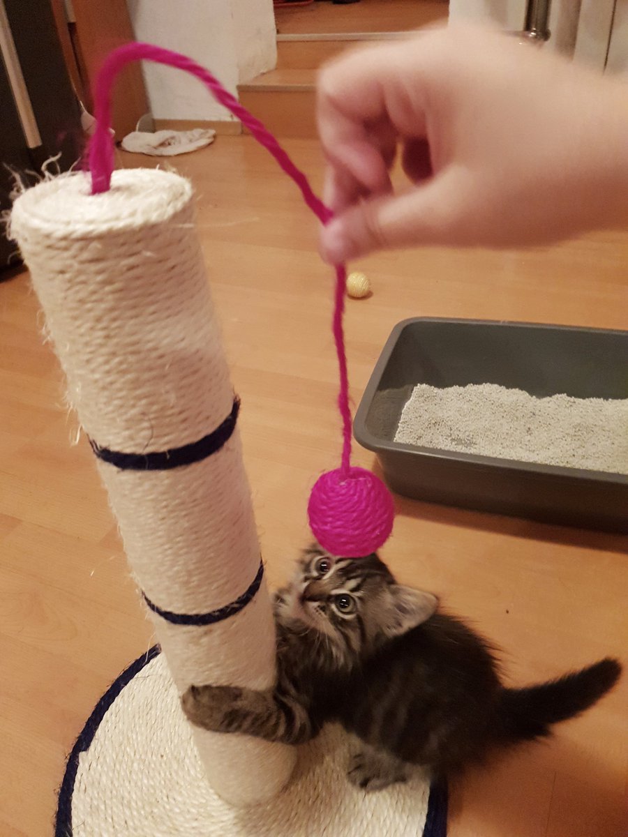 sapphic_nerd's tweet image. So me and @VampyDeer948 are parents now. 
Meet Adore, we had her for couple of hours and we are already obsessed with this baby. 
Someone touch her and you&apos;ll die! 💕💕💕