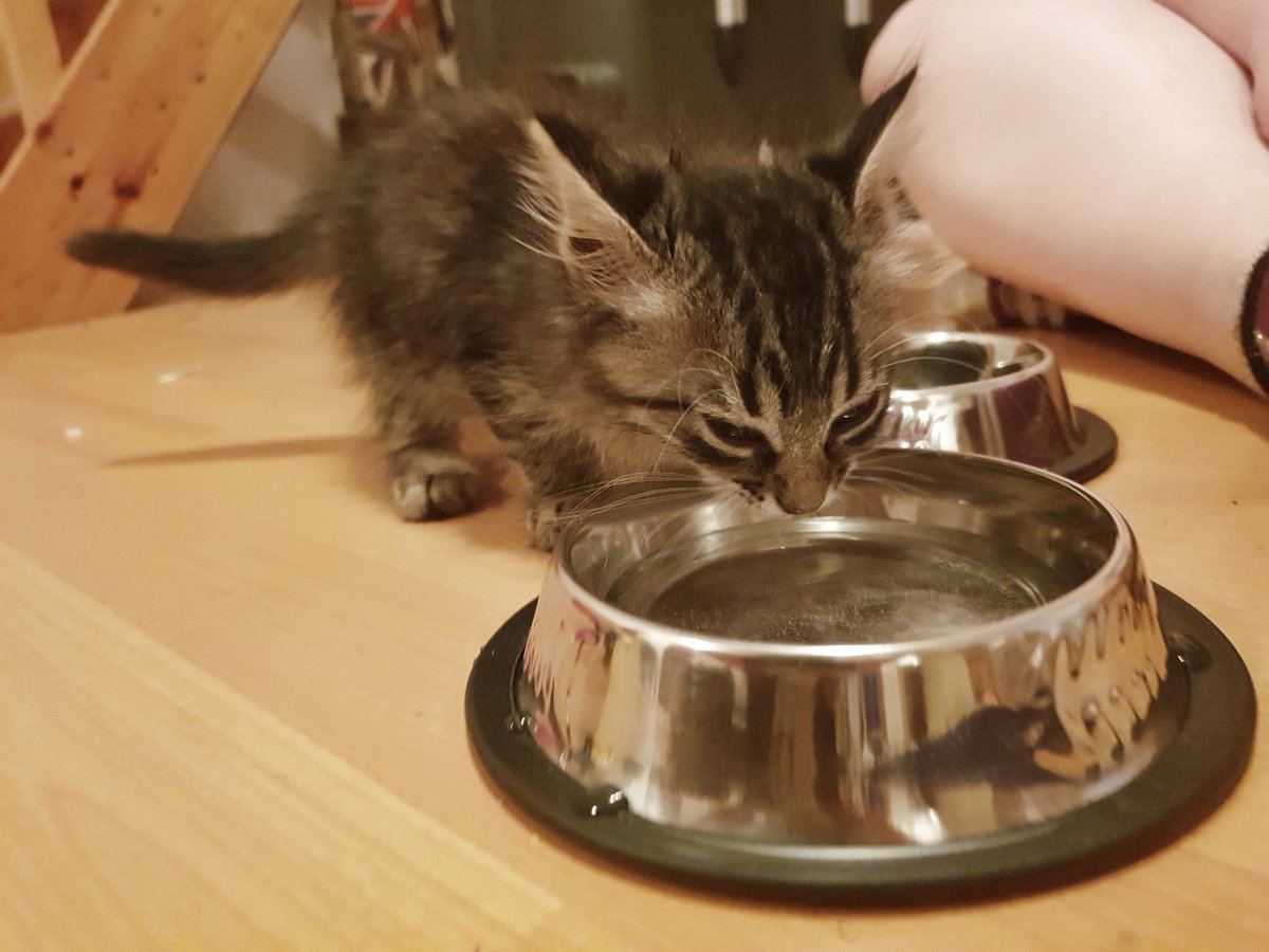 sapphic_nerd's tweet image. So me and @VampyDeer948 are parents now. 
Meet Adore, we had her for couple of hours and we are already obsessed with this baby. 
Someone touch her and you&apos;ll die! 💕💕💕