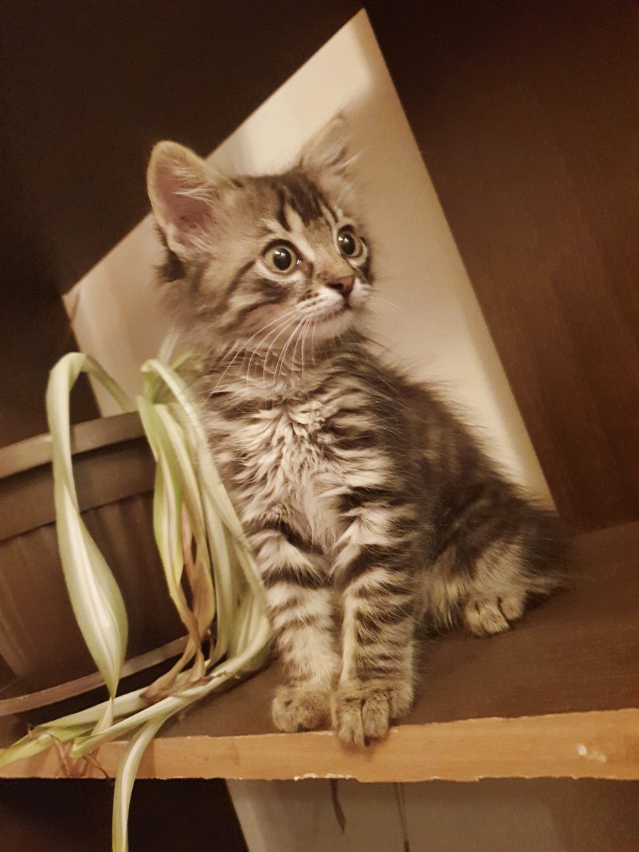 sapphic_nerd's tweet image. So me and @VampyDeer948 are parents now. 
Meet Adore, we had her for couple of hours and we are already obsessed with this baby. 
Someone touch her and you&apos;ll die! 💕💕💕