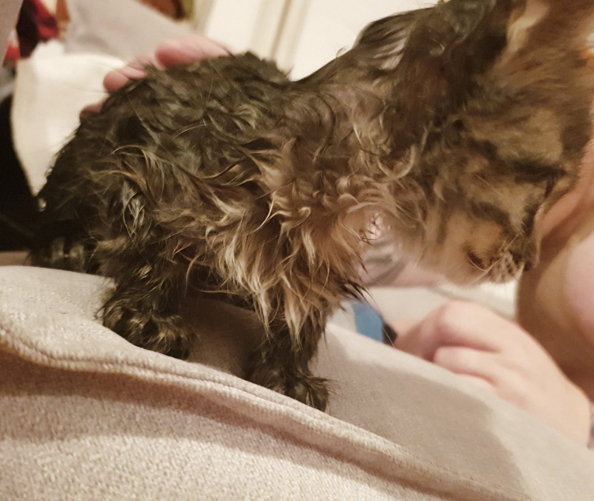 sapphic_nerd's tweet image. So me and @VampyDeer948 are parents now. 
Meet Adore, we had her for couple of hours and we are already obsessed with this baby. 
Someone touch her and you&apos;ll die! 💕💕💕