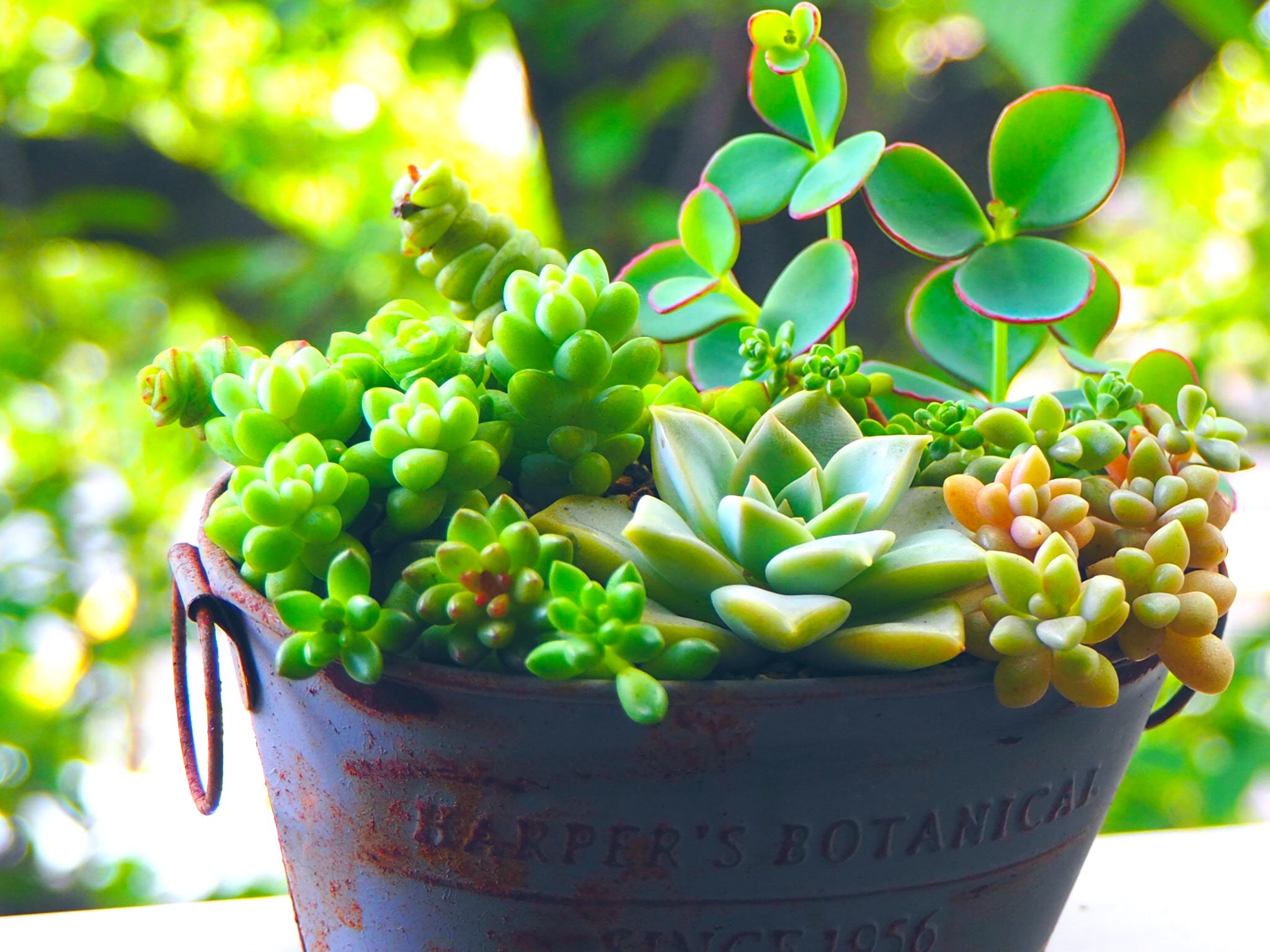 舞乙女 Twitter Search Twitter