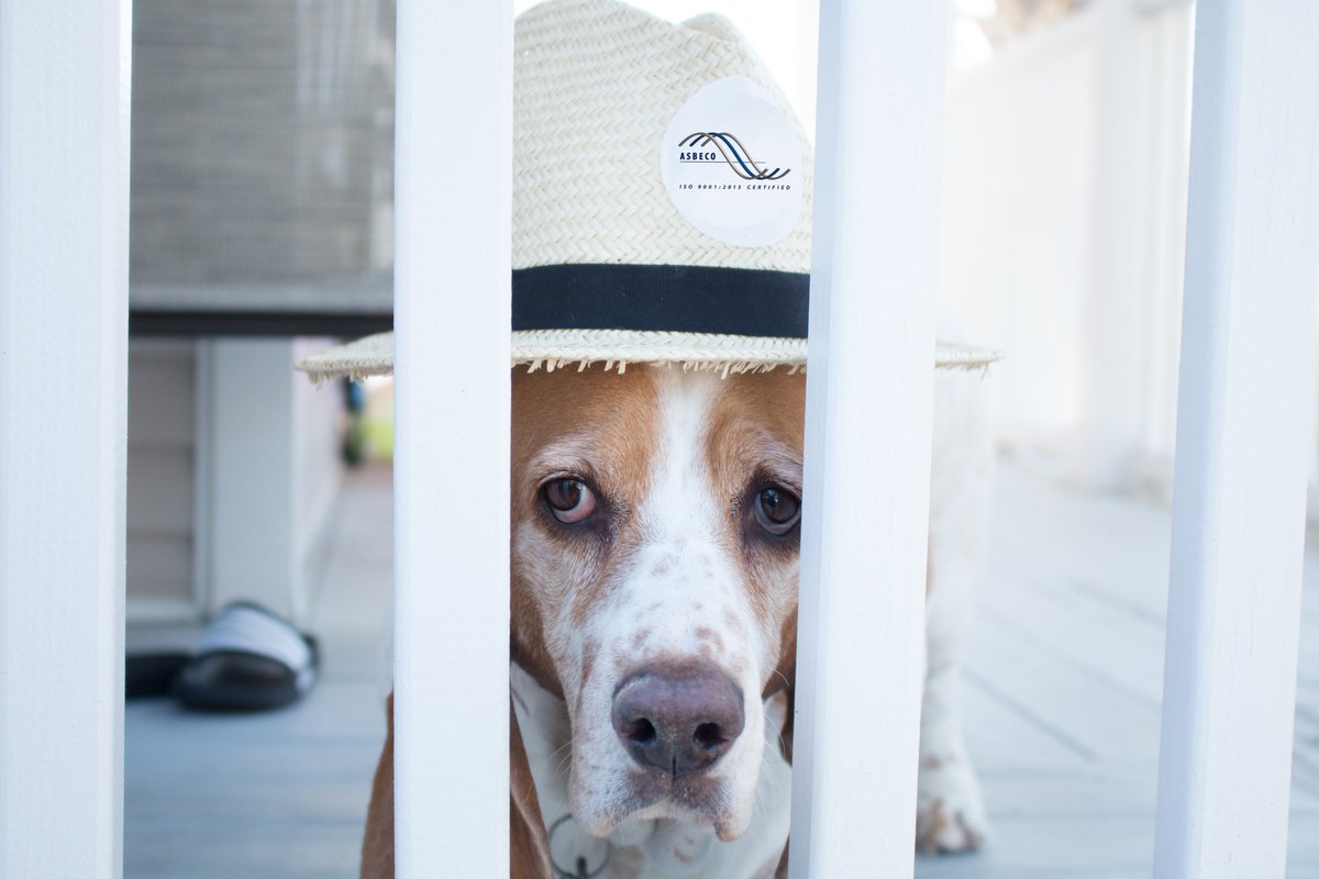 asbeco_'s tweet photo. Summer 2019 officially starts on June 21st in North America! To celebrate we are giving away two tickets to an Atlanta United game with the help from Penny the basset! For a chance to win you need to like and retweet this post. #ASBECO #atlantaunited #ATLUTD https://t.co/8aE9HRSYXI