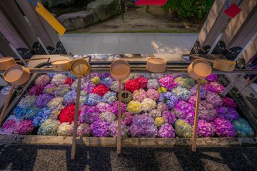 超絕夢幻和風 福岡春日神社 手水舎的紫陽花 日本集合 Line Today