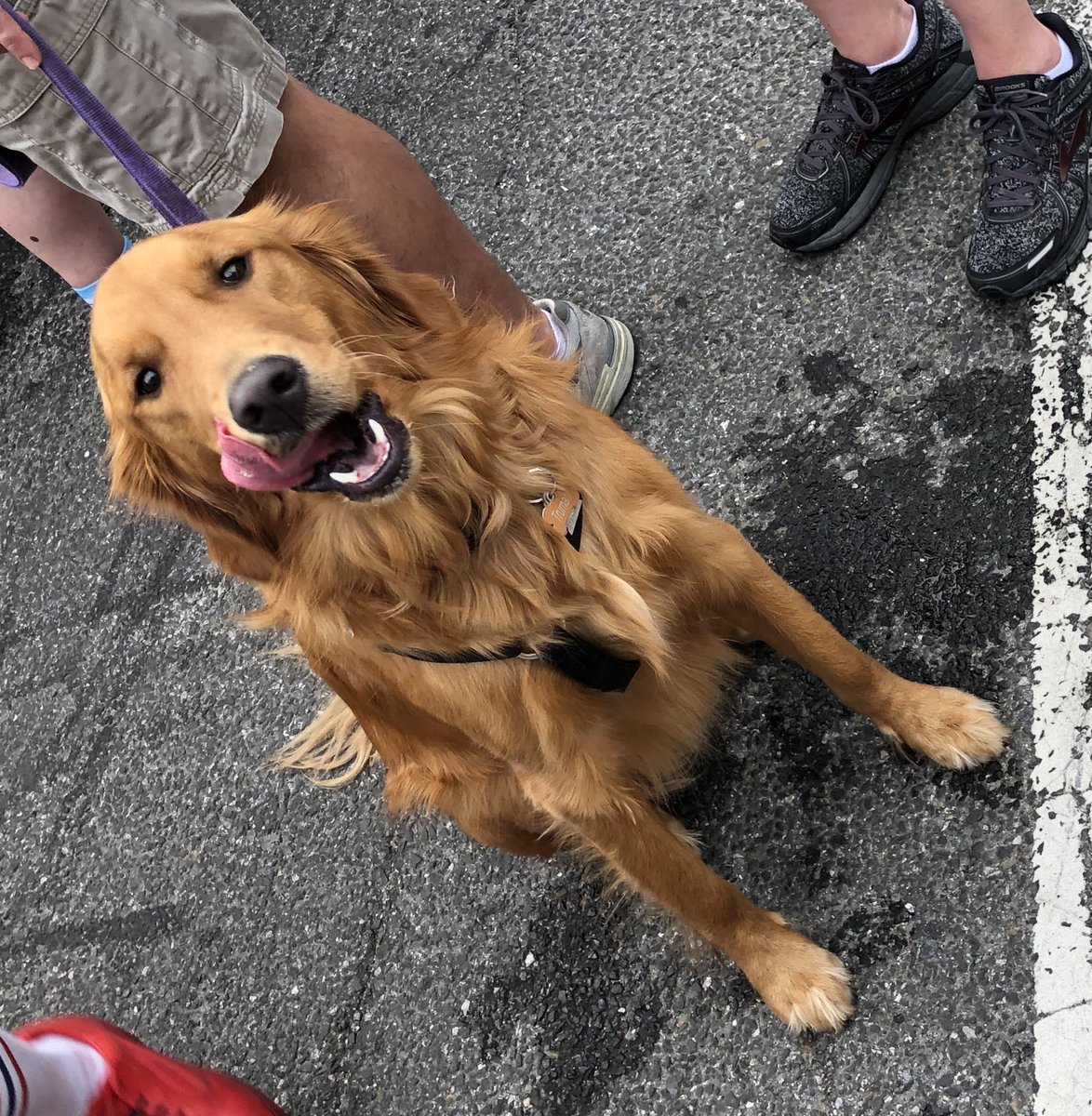 Truman #TongueOutTuesday #GRC