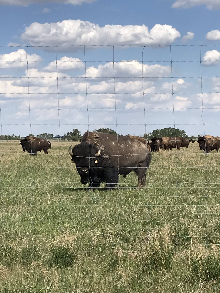 ACDeRoo6's tweet image. Sometimes, I get to do some pretty cool things at work! Interesting little absinth control trial with #JohnDeere #ExactApply sprayer! #WhatAreYouLookingAt #StayOnYourSideOfTheFencePlease #bison