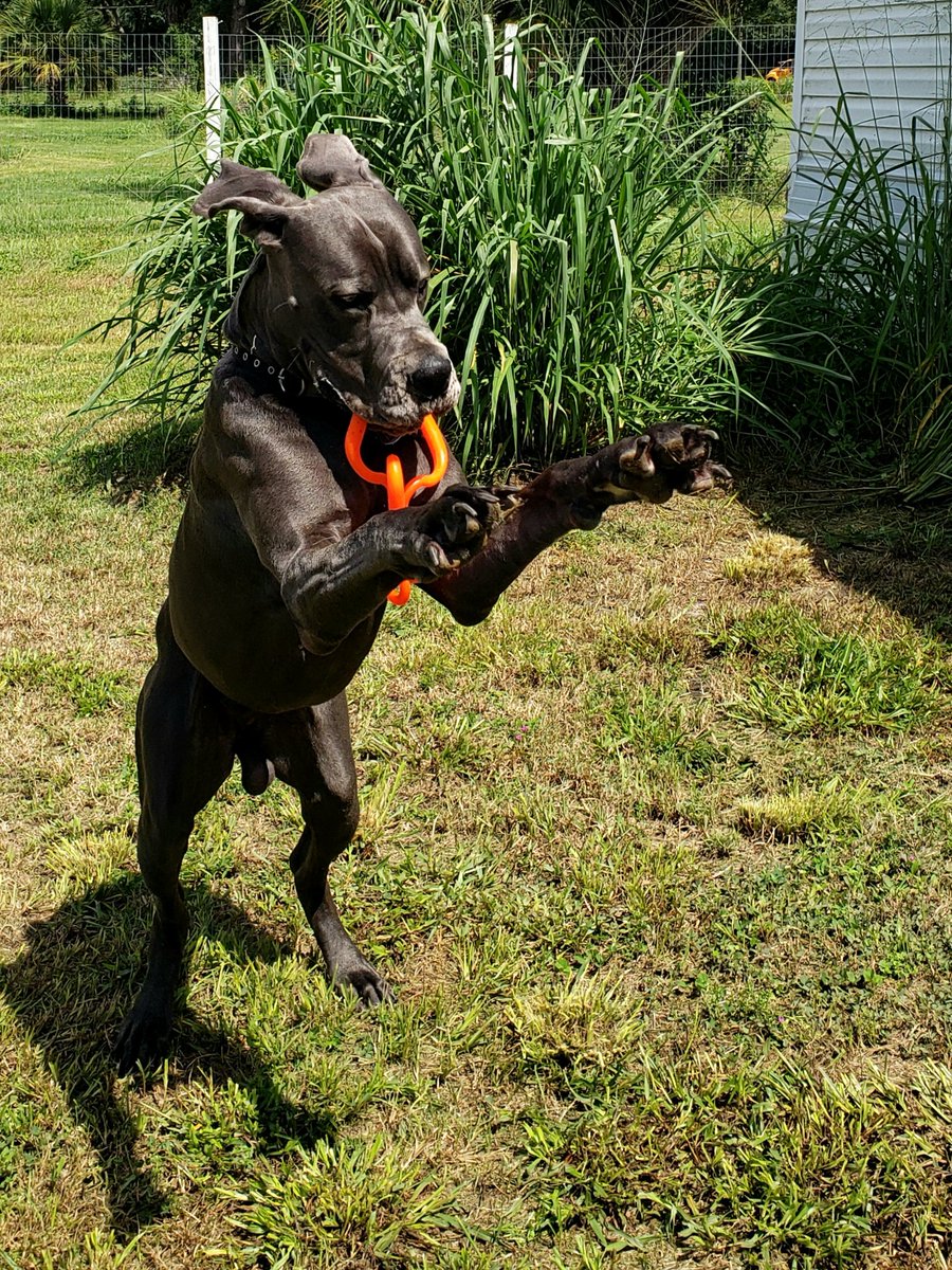 FergusGreatDane's tweet photo. A little fun with my #ruffdawg #supertug (behaves a lot like a snake which is perfect for my strong 🙄 prey drive). #actinglikeapuppy 🐍

"Gone Fishing" bow tie from https://t.co/xrzRNyLOtX - check them out &amp; use discount code FERGUS15 https://t.co/kTdwQt1Dle