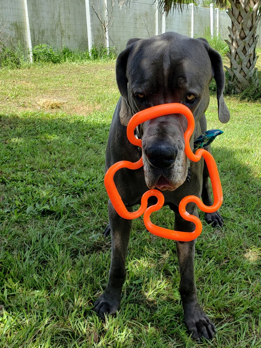FergusGreatDane's tweet photo. A little fun with my #ruffdawg #supertug (behaves a lot like a snake which is perfect for my strong 🙄 prey drive). #actinglikeapuppy 🐍

"Gone Fishing" bow tie from https://t.co/xrzRNyLOtX - check them out &amp; use discount code FERGUS15 https://t.co/kTdwQt1Dle