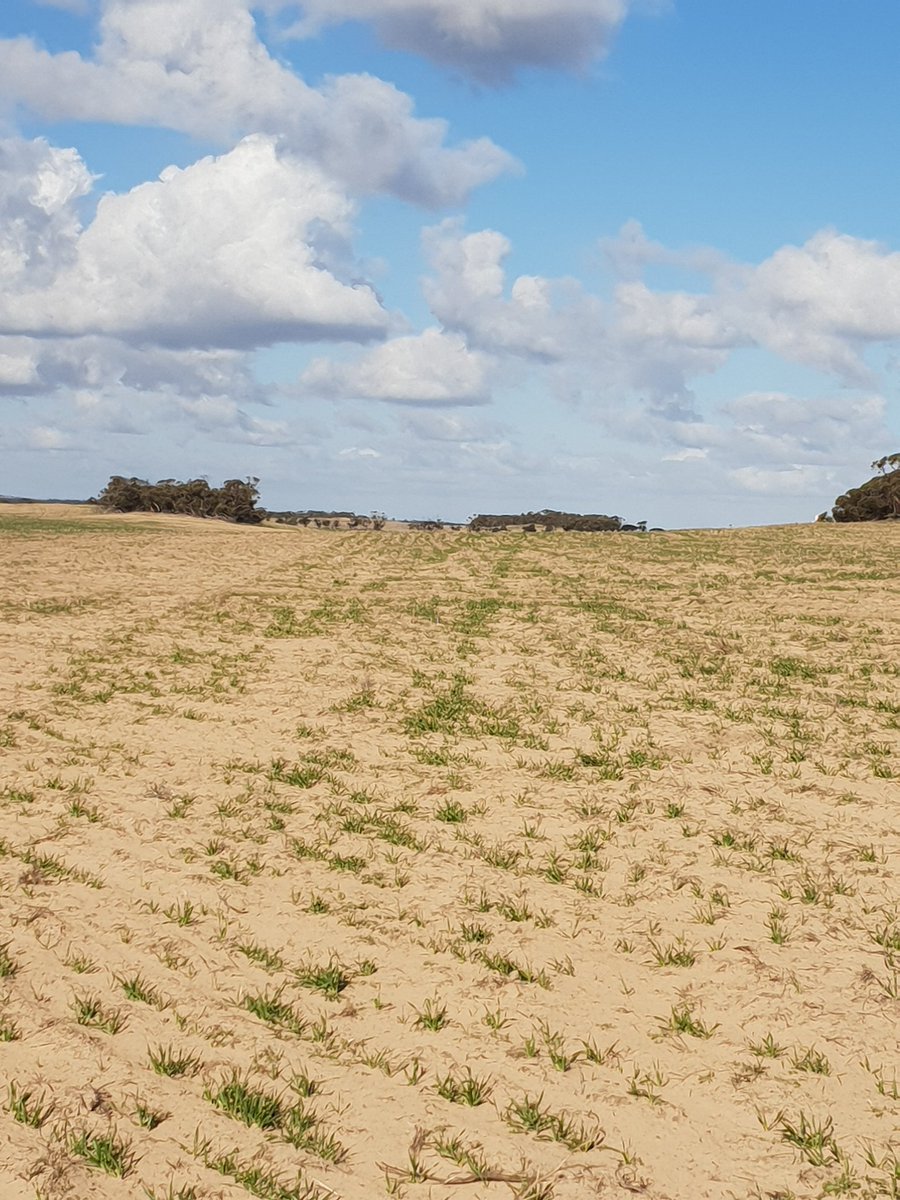 Uralba White Suffolk tweet media