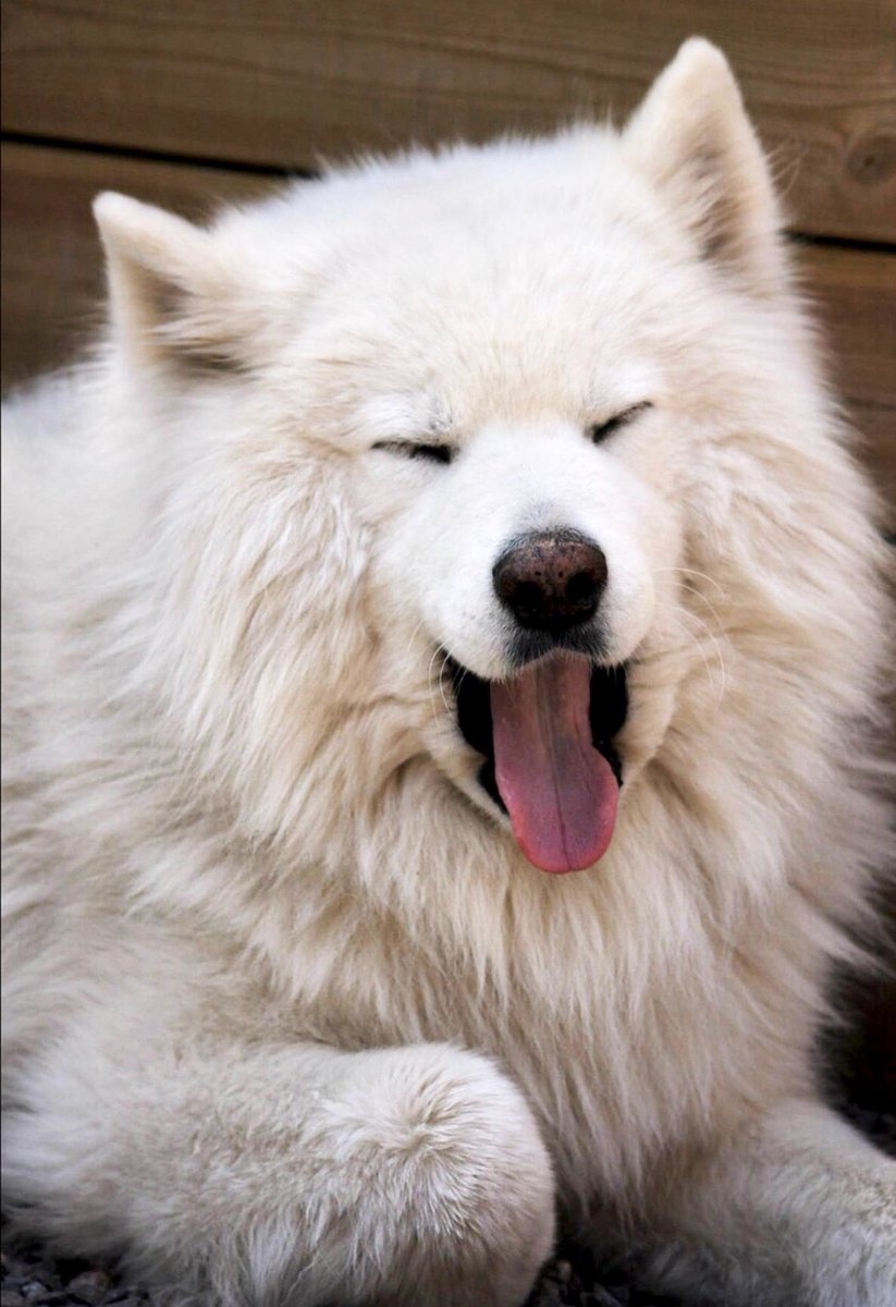 canitips's tweet photo. 🐾❤️Una bola de pelos llena de amor
😇Elegante, digno y seguro, también se distingue por su fuerza y resistencia. 😘 #samoyedo #canitips #perros #Cachorros #adorables #Twitter https://t.co/xf2wb3qoA8