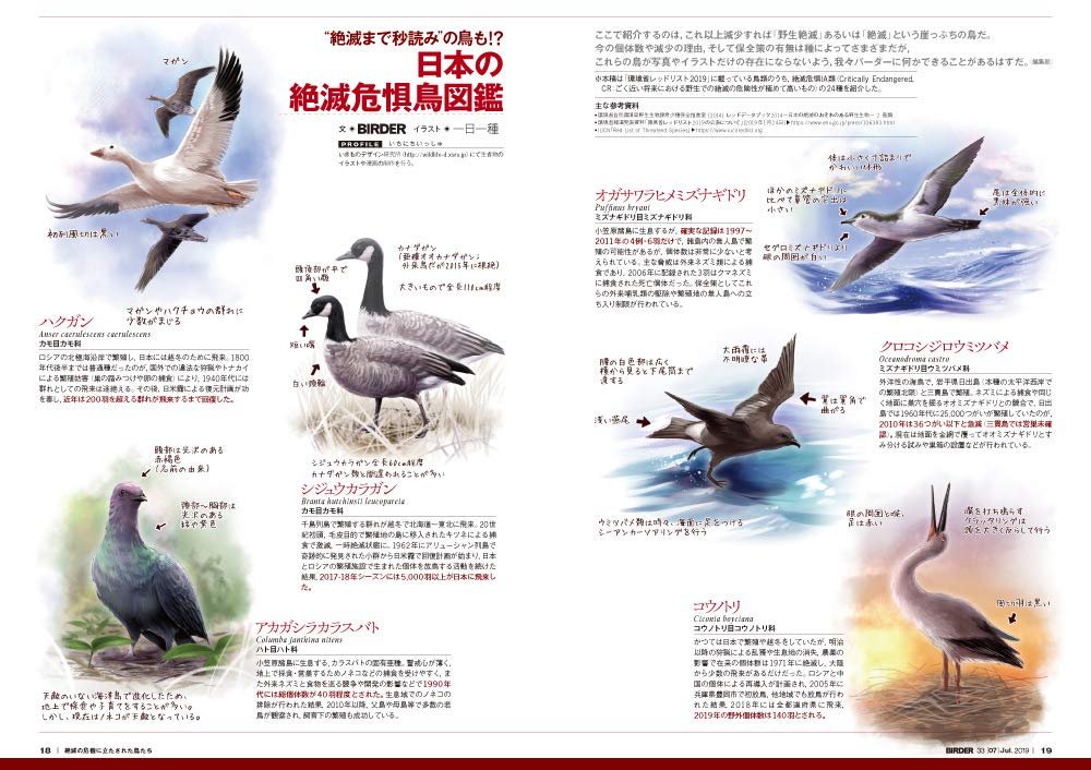 BIRDER今月号に、今、日本で絶滅危惧ランクの最も高い野鳥（絶滅危惧ⅠA類）24種を描かせていただきました。
シリアスなテーマなので最初は「お行儀の良いポーズ」で描こうと思ったのですが、やはりその種の「生きてる」感じを出したくて… 