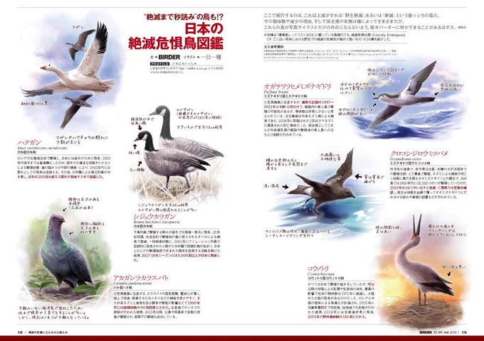 BIRDER今月号に、今、日本で絶滅危惧ランクの最も高い野鳥（絶滅危惧ⅠA類）24種を描かせていただきました。シリアスなテーマなので最初は「お行儀の良いポーズ」で描こうと思ったのですが、やはりその種の「生きてる」感じを出したくて… 