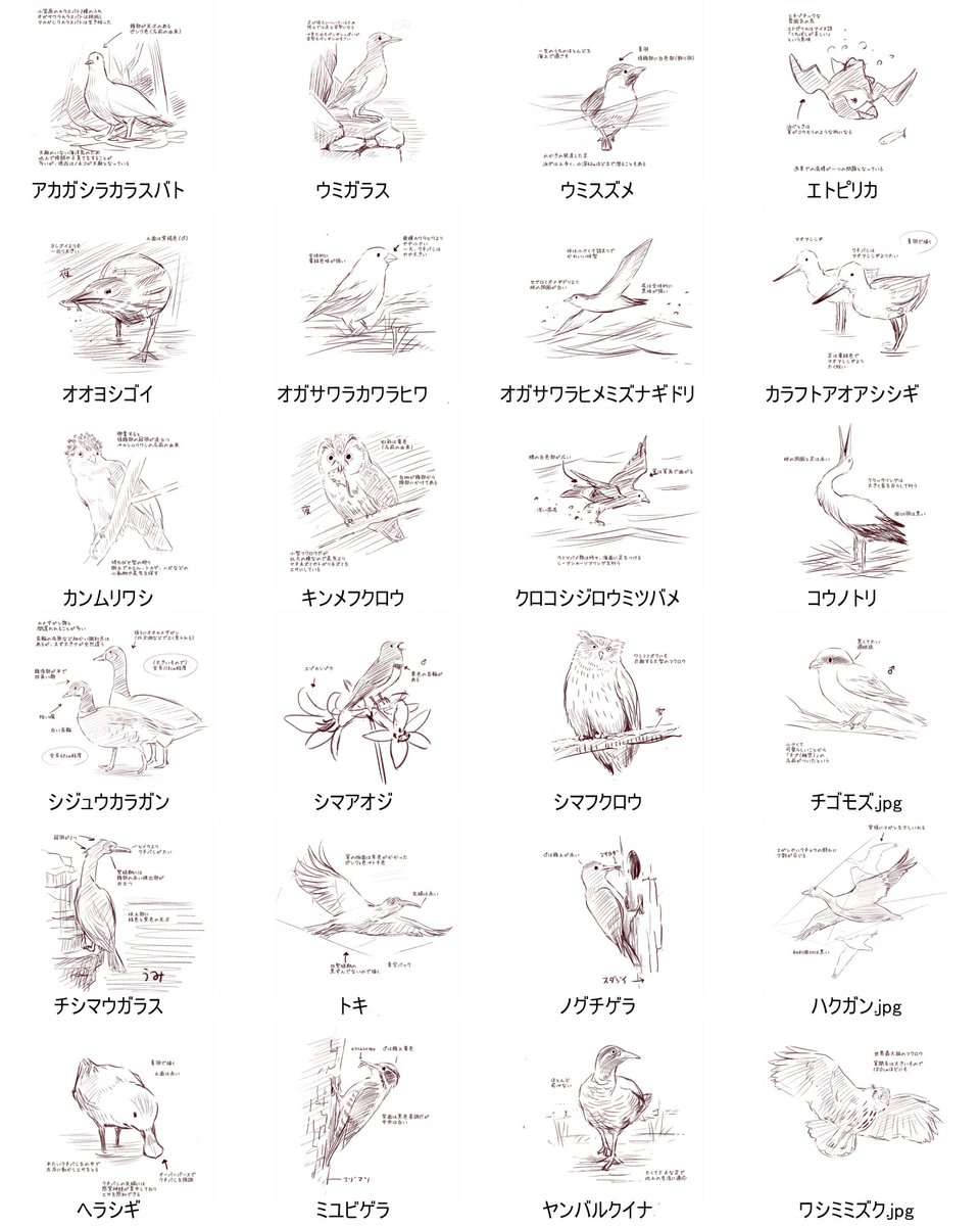 BIRDER今月号に、今、日本で絶滅危惧ランクの最も高い野鳥（絶滅危惧ⅠA類）24種を描かせていただきました。
シリアスなテーマなので最初は「お行儀の良いポーズ」で描こうと思ったのですが、やはりその種の「生きてる」感じを出したくて… 