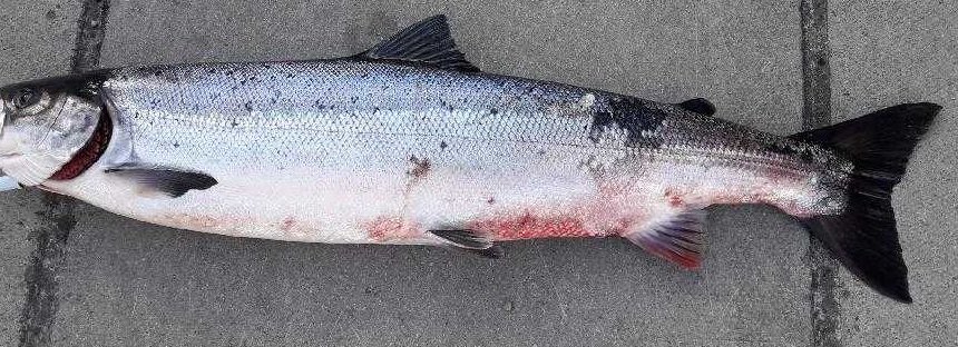 ResearchIFI's tweet photo. Small numbers of #salmon showing signs of bleeding and skin ulceration as they return to Irish rivers. Please report and/or photographs to salmonhealth@fisheriesireland.ie or by IFI's 24 hour confidential hotline number on 1890 34 74 24 or 1890 FISH 24. https://t.co/PPQBn5l2FD https://t.co/MIVgWWmksu