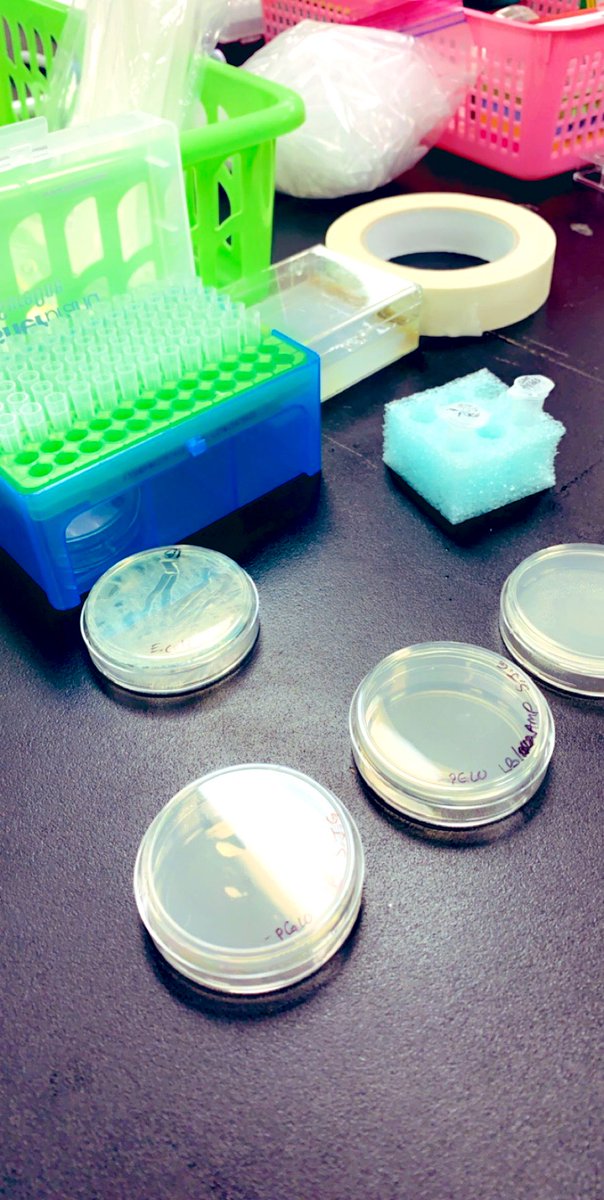 mhempen4's tweet photo. Summer is the best time to learn some cool new labs! 🤓 #lovetolearn #biotechlabs #scienceiscool https://t.co/91RMCFEO3r
