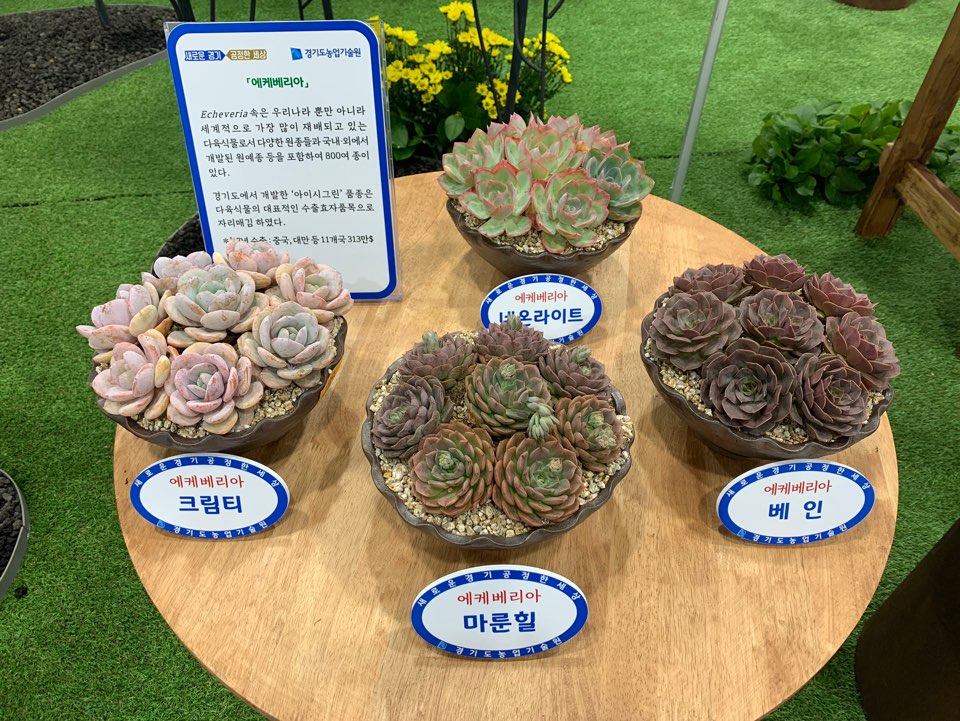 GARES_Cactus19's tweet photo. #농촌진흥청이 주최하는 2019 농업기술박람회가 서울 양재동 aT센터에서 6.19(수) ~ 6.22(토)  4일간 열립니다.

우리 #경기도농업기술원관의 슬로건은
[  "세계속의 경기농업"  ]으로

- 세계로 수출 하는 선인장, 다육식물

#선인장다육식물연구소 신품종도 많은관람 부탁드립니다.^-^

#경기도 https://t.co/P6uIDmkzMz