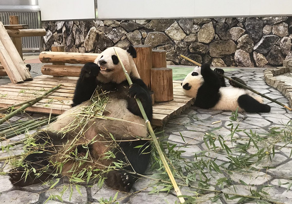 アドベンチャーワールド 公式 パンダの赤ちゃん 彩浜 さいひん は休園日も大好きなお母さんと一緒にゴロゴロ 本日の体重を測定すると ぴったり 毎日ミルクをたっぷり飲んで たっぷり遊んで たっぷり寝て 彩浜はすくすく成長中です 309日齢 6月 アドベンチャーワールド 公式 パンダの赤ちゃん 彩浜 さいひん は休園日も大好きなお母さんと一緒にゴロゴロ 本日の体重を測定すると ぴったり 毎日ミルクをたっぷり飲んで たっぷり遊んで たっぷり寝て 彩浜はすくすく成長中です 309日齢 6月