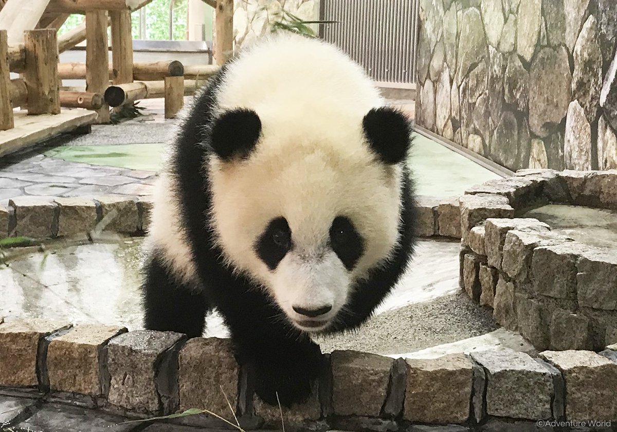 アドベンチャーワールド 公式 A Twitter パンダの赤ちゃん 彩浜 さいひん は休園日も大好きなお母さんと一緒にゴロゴロ 本日の体重を測定すると ぴったり 毎日ミルクをたっぷり飲んで たっぷり遊んで たっぷり寝て 彩浜はすくすく成長中です 309日齢 6月