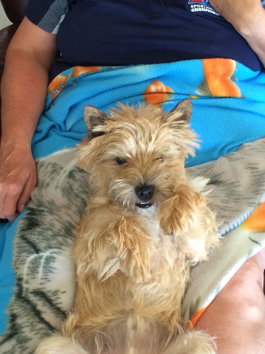 lechatdr's tweet photo. Opie as a pup https://t.co/1IQXqX8mjD