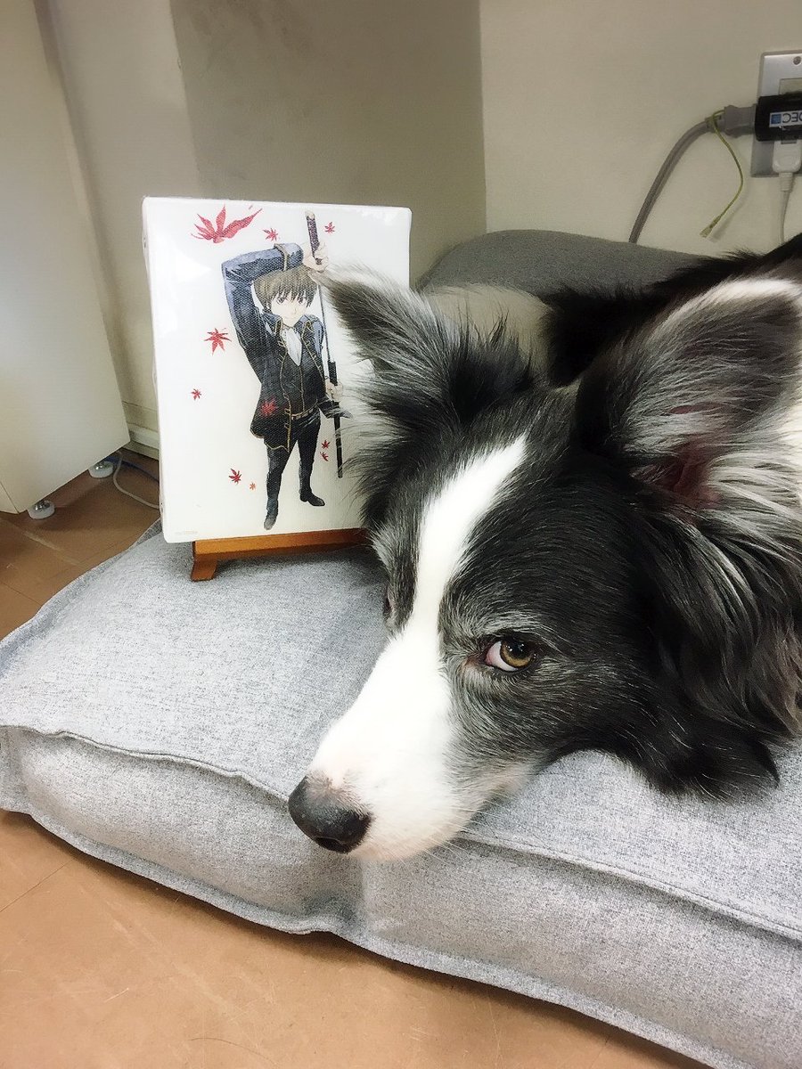 ドッグイベントクラブ Decスタッフ犬 のボーダーコリーは 銀魂 の総悟くんからお名前をもらっています 家族犬のお姉さんボーダーは神楽ちゃん そのせいか 2頭は犬猿の仲なのです ちなみに新八はぬいぐるみ いつもボロボロにされてる おでか犬 ドッグイベントクラブ Decスタッフ犬 のボーダーコリーは 銀魂 の総悟くんからお名前をもらっています 家族犬のお姉さんボーダーは神楽ちゃん そのせいか 2頭は犬猿の仲なのです ちなみに新八はぬいぐるみ いつもボロボロにされてる おでか犬