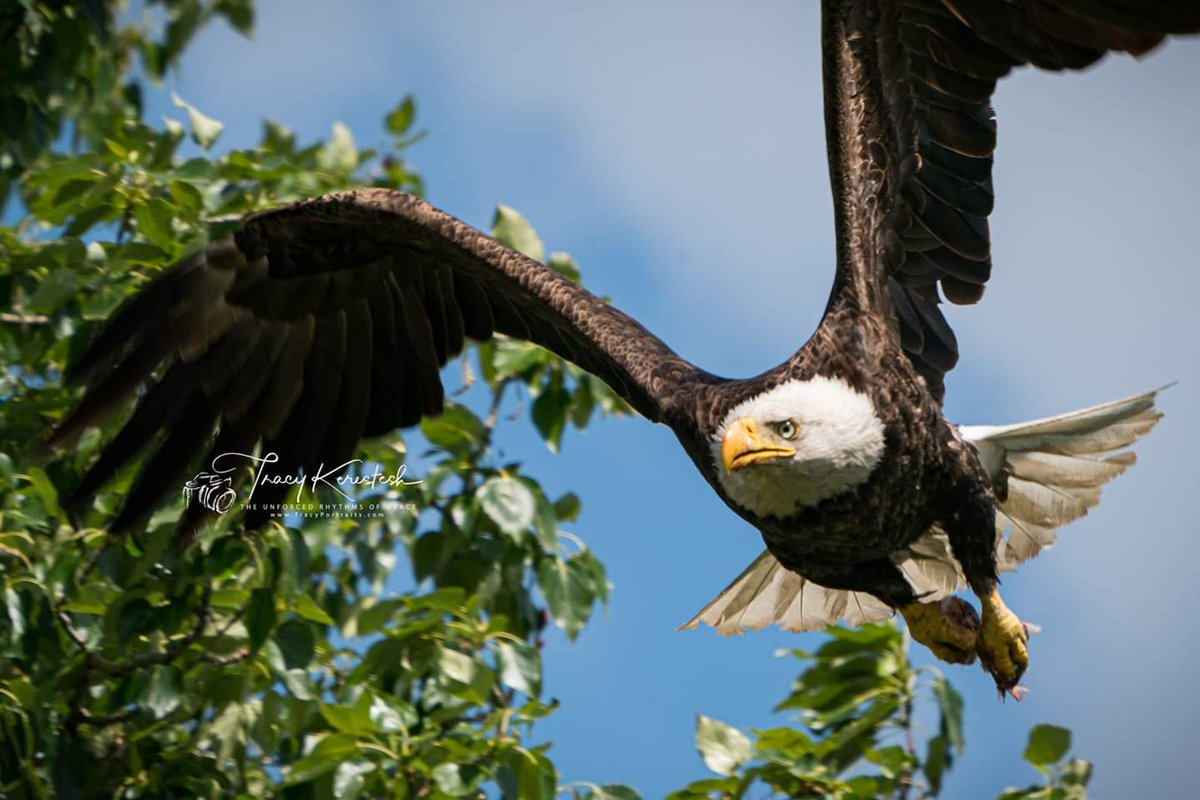 Mount Up On Eagles Wings
@Saskatchewan   #photography @weatherchannel #YourSask  #NaturePhotography #exploresask @CanGeo  #sharecangeo @weathernetwork #prairiesnorth 
@seanSchofer #tracyportraits #eagle #eaglephotography #eagle_in_nest #eaglet #eagles
#sonyA9 #sony100400gm