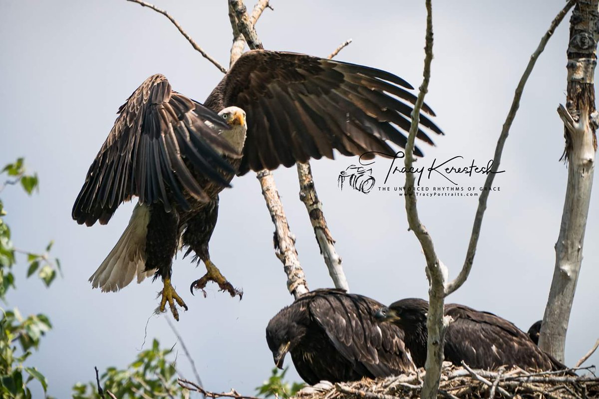 Mom Eagle and 3 Eaglets
@Saskatchewan   #photography @weatherchannel #YourSask  #NaturePhotography #exploresask @CanGeo  #sharecangeo @weathernetwork #prairiesnorth 
@seanSchofer #tracyportraits #eagle #eaglephotography #eagle_in_nest #eaglet #eagles
#sonyA9 #sony100400gm